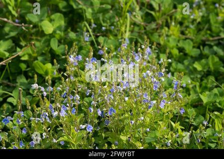 Veronica chamaedrys, germander speedwell blue flowers in spring meadow closeup selective focus Stock Photo