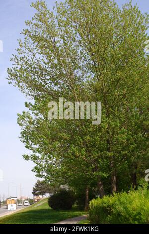 Grass and Huge tree near highway Stock Photo