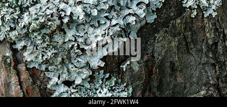 Lichen Parmelia sulcata on an old tree stump in a pine forest, super macro Stock Photo