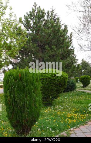 Bushes and Trees Roadside Stock Photo