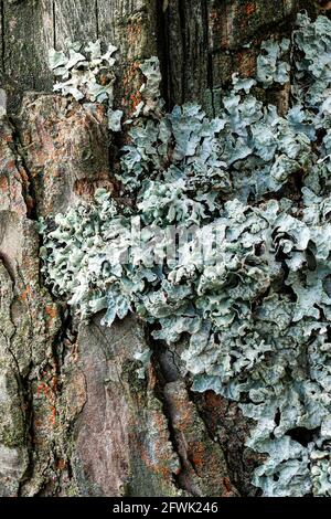 Lichen Parmelia sulcata on an old tree stump in a pine forest, super macro Stock Photo