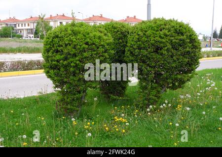 Grass and Bushes Roadside Stock Photo