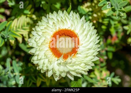 Helichrysum bracteatum a white yellow summer flowering plant commonly known as Everlasting flower or strawflower, stock photo image Stock Photo