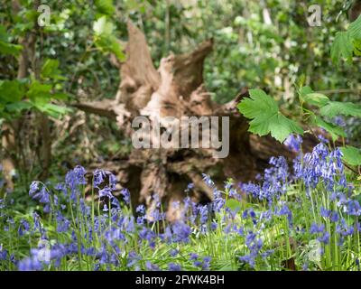 a fallen treeand exposed roots out of focus bokeh background behind English purple mauve violet Blubells in foreground with dappled sun light Stock Photo