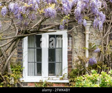 a close up of mauve violet purple wisteria growing hanging down over old English cottage white timber frame leaded window and lead downpipe Stock Photo