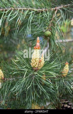 Closeup blooming pine cones and of a pine tree. Stock Photo