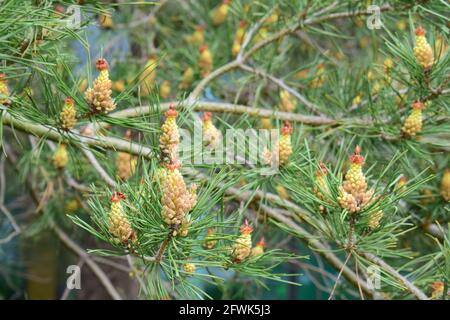 Closeup blooming pine cones and of a pine tree. Stock Photo