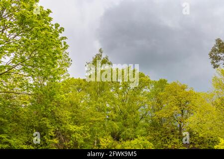 Threatening grey clouds and dark daytime sky over a treeline of mixed deciduous trees with fresh green spring foliage in Surrey, south-east England Stock Photo