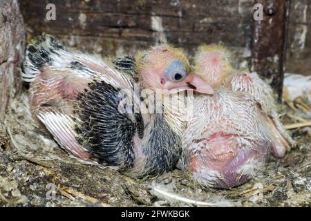 Two baby little chicks of pigeon Stock Photo