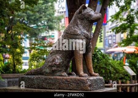 Tokyo, Japan - 21 June 2016: Hachiko statue in Shibuya, homage to the faithful Akita dog who waited at Shibuya Station every day for his master, even Stock Photo