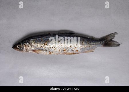 salted river fish in spices on a gray background. Stock Photo