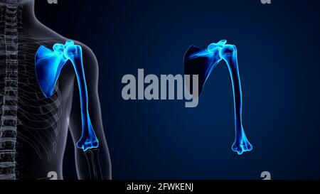 male human skeleton anatomy. 3d illustration Stock Photo