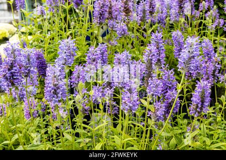 Rich violet-blue flower spikes of Salvia farinacea or Mealy Cup Sage. Stock Photo