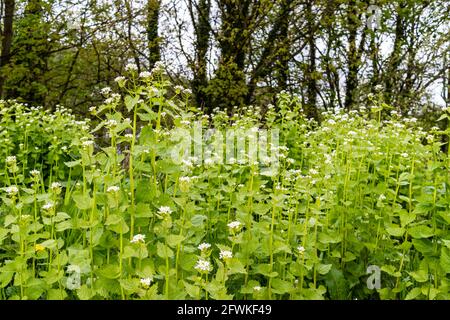 Garlic mustard, also known as 'Jack-by-the-hedge' wild flowering biennial plant.  Alliaria petiolat. Alliaria.Brassicaceae family. Stock Photo