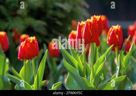 red tulips blooming in the garden. beautiful nature background. easter holidays concept Stock Photo