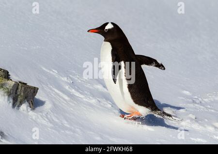A gentoo penguin walking uphill in snowy conditions,Antarctica. Stock Photo