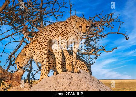 cheetahs at Etosha National Park, Namibia, Acinonyx jubatus Stock Photo