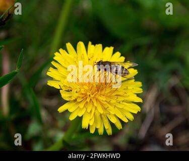 High angle view of hoverfly (syrphus ribesii) sitting on a yellow dandelion flower in spring time. close-up shot with selective focus Stock Photo