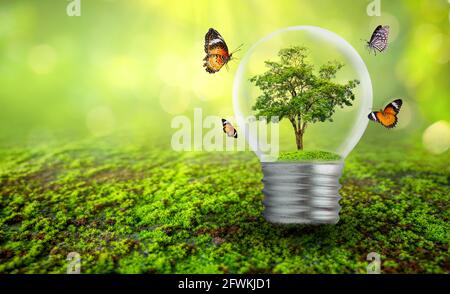 The bulb is located on the inside with leaves forest and the trees are in the light. Concepts of environmental conservation and global warming plant g Stock Photo