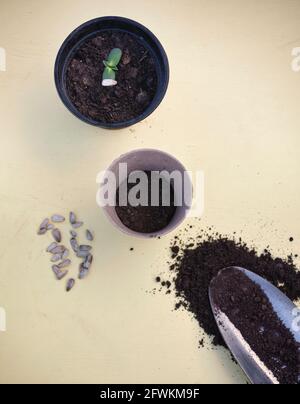Sunflower seeds to plant in biodegradable pot, sunflower seedling with husk in plastic pot, trowel, compost. Concept of contrast plastic, no plastic Stock Photo