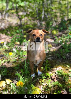 Chiweenie, a chihuahua and dachshund mix  dog outdoors amongst the grass and dandelions during spring