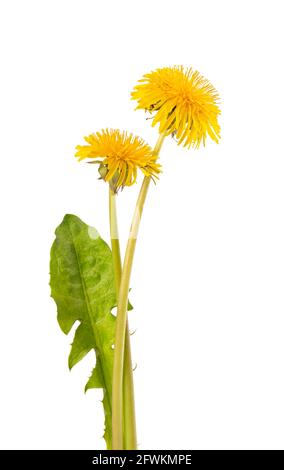Dandelions flowers with leaves, isolated on white background. Herbal medicine. Stock Photo