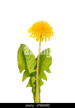 Dandelions flowers with leaves, isolated on white background. Herbal medicine. Stock Photo