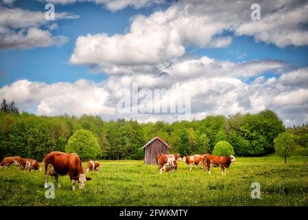 DE - BAVARIA: Healthy cattle in natural surroundings near Bad Tölz  (HDR- Photography) Stock Photo