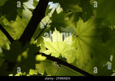Spring maple leaves on a twig in the forest Stock Photo