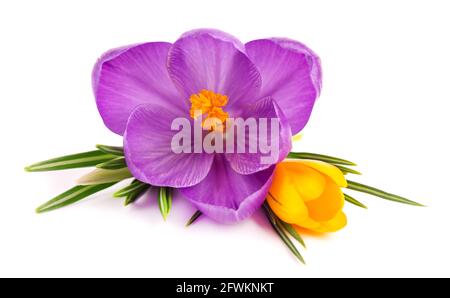 Crocus flowers bouquet, isolated on white background. Beautiful spring flowers. Stock Photo
