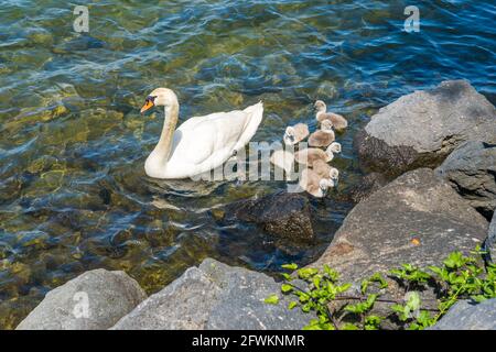 Lovely little swans roaming on the Bracciano Lake in Anguillara Sabazia. Rome Province, Lazio, Italy. Stock Photo