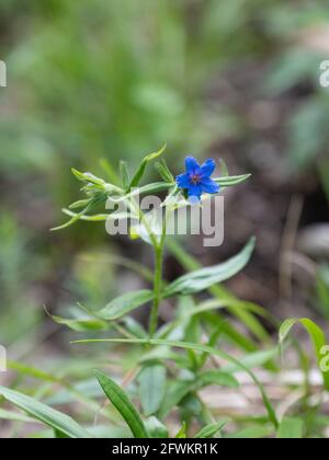 The plant with a small blue flower grows in nature Stock Photo