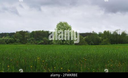 Blooming tree in field with dramatic sky and forest in the bacrkound. Dandelions in the foreground with grass. Stock Photo