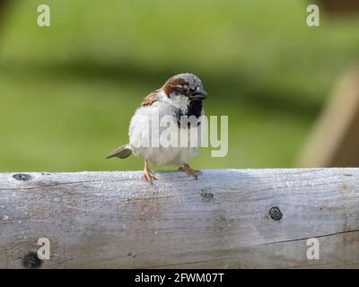 A Male  House Sparrow (Passer domesticus) also known as just sparrow, perched on a fence. Stock Photo