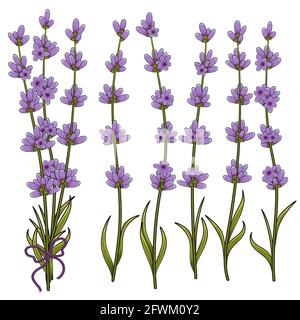 Vector illustration of sprigs of lavender. Objects on a white background. Stock Vector