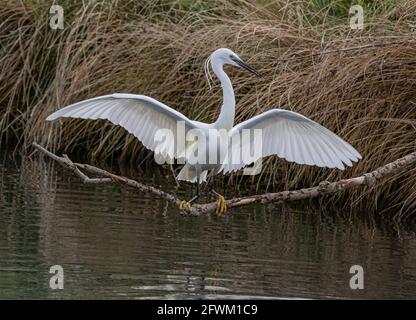 An elegant Little Egret ( Egretta garzetta) balancing on a branch with outstretched wings  over freshwater. UK