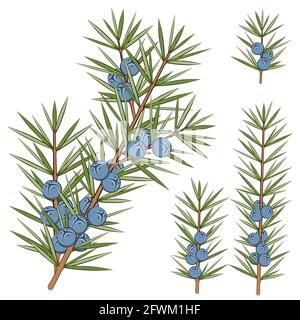 Vector set of juniper branches. Isolated objects on white. Stock Vector