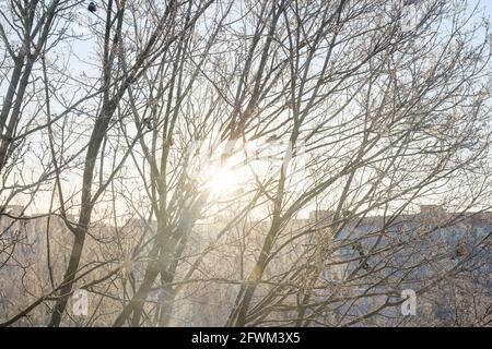winter sun shines through the frozen tree branches Stock Photo