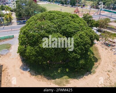 Aerial view Samanea Saman or Rain tree the biggest tree over 100 years ...