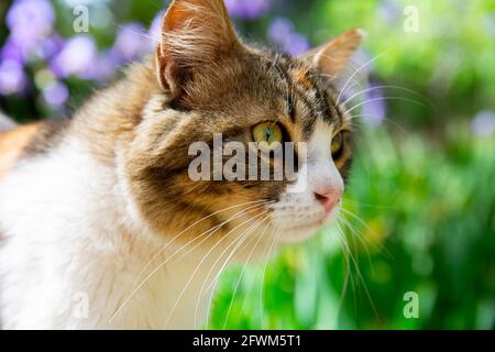 portrait of a beautiful cat on a background of green leaves of a tree Stock Photo