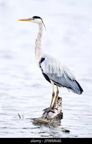 A heron on heron pond in Bushy Park in London. Picture date: Sunday May 23, 2021. Stock Photo