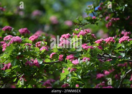 a Hawthorn in front of an Allotment garden Stock Photo