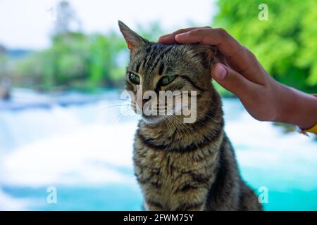 Portrait of a beautiful cat on a background of green leaves of a tree. The cat is stroked by the owner's hand. Stock Photo