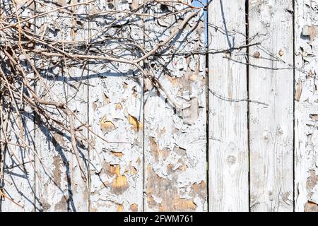 White wooden background. Graphic resources Stock Photo