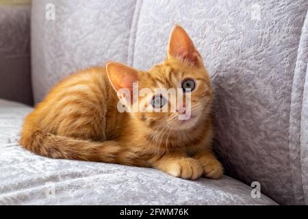 A small red tabby kitten lies on the couch Stock Photo