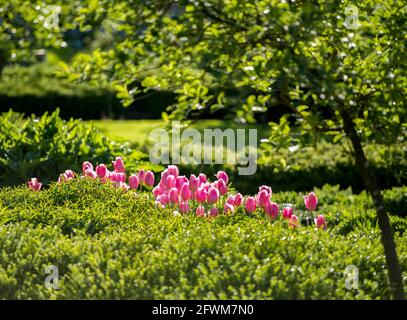 pink tulips in the idyllic garden, evening light, magic Stock Photo