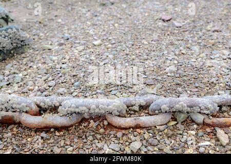 An old rusty anchor chain encrusted with barnacles. The chain lies on a rocky beach. Closeup view with four links and two part links visible. Stock Photo