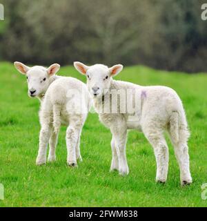 Lambs looking back at camera. Stock Photo