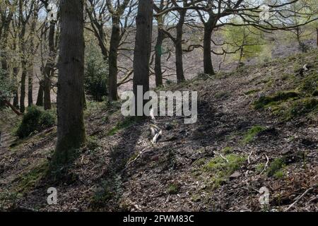 The Quantock Hills near Holford, Somerset, UK Stock Photo