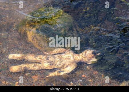 An old doll floating face down in shallow ocean water. Rock and seaweed present. Sunny day. Stock Photo